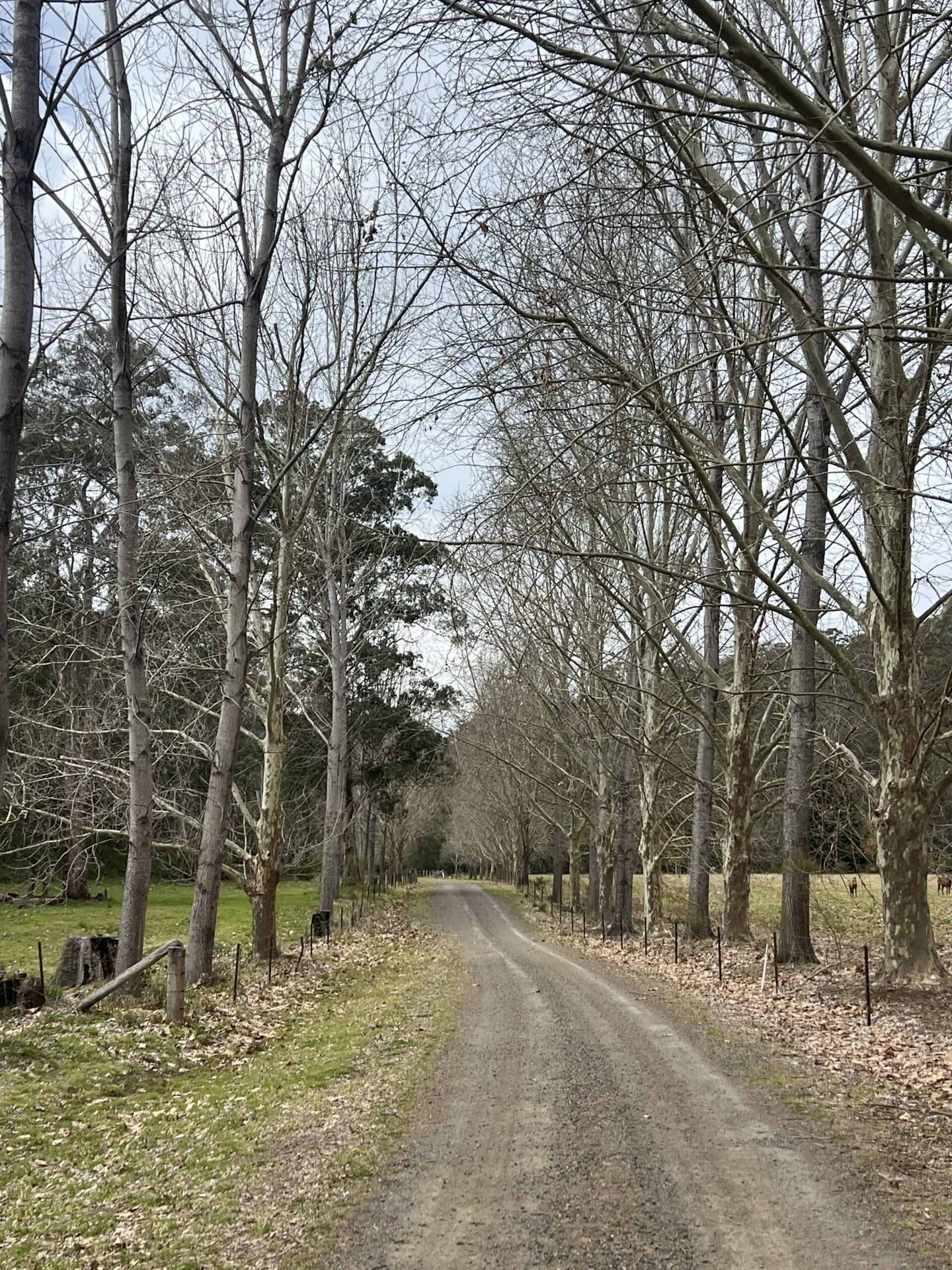 Mount Colliery Avenue of Honour – Avenues of Honour